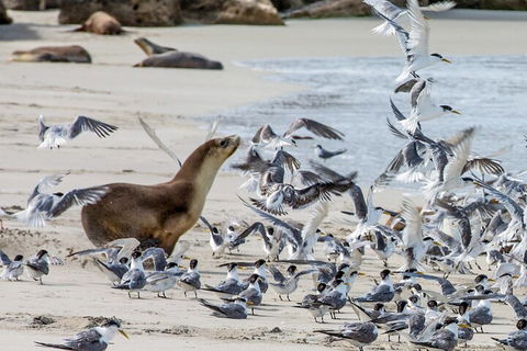 Full-Day Kangaroo Island Experience Departing From Kangaroo Island - Australian Directory 1