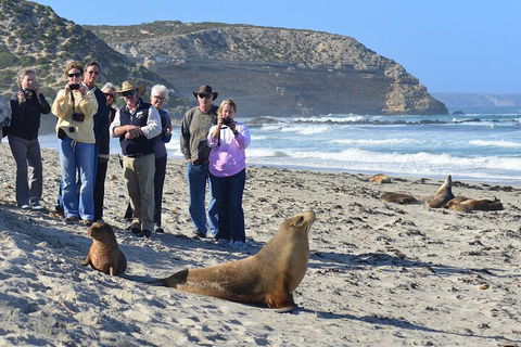 Full Day Seal Bay Experience Departing From Kangaroo Island - Australian Directory 0