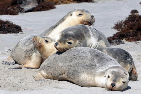 Small-Group Kangaroo Island 4WD Tour From Adelaide - Australian Directory 1