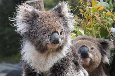 Kuranda Koala Gardens And Birdworld Admission Tickets - Australian Directory 0