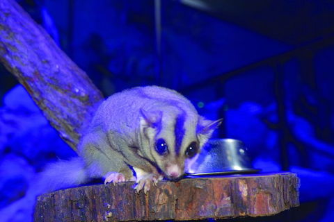 Kuranda Koala Gardens And Birdworld Admission Tickets - Australian Directory 1