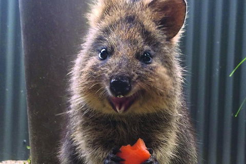 Kuranda Koala Gardens And Birdworld Admission Tickets - Australian Directory 2