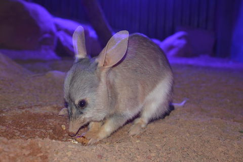 Kuranda Wildlife Experience Three Attraction Pass - Australian Directory 0