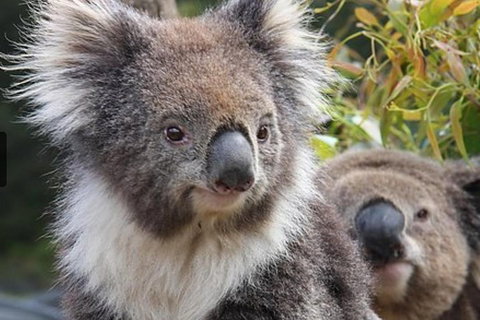 Kuranda Koala Gardens General Entry Ticket - Australian Directory 1