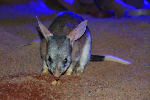 Kuranda Koala Gardens General Entry Ticket - Australian Directory 3