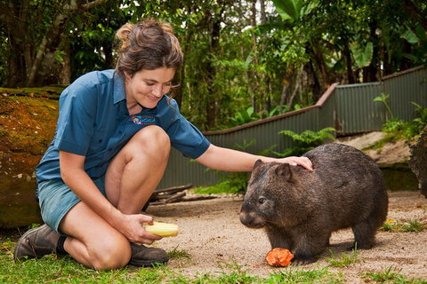 Kuranda Koala Gardens General Entry Ticket - Australian Directory 4