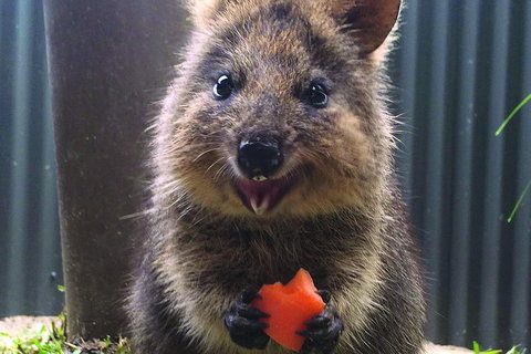 Kuranda Koala Gardens General Entry Ticket - Australian Directory 5