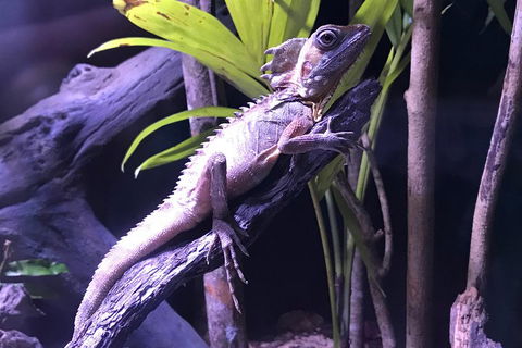 Cairns Aquarium Admission Ticket - Australian Directory 0