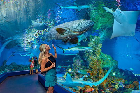 Cairns Aquarium Admission Ticket - Australian Directory 3