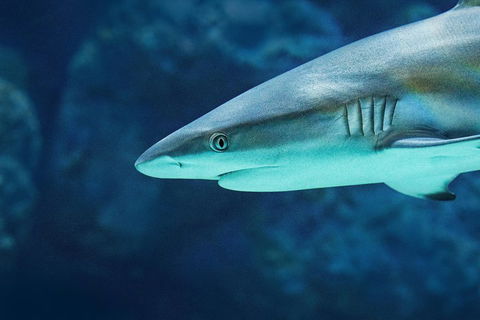 Cairns Aquarium Family Ticket - Australian Directory 5