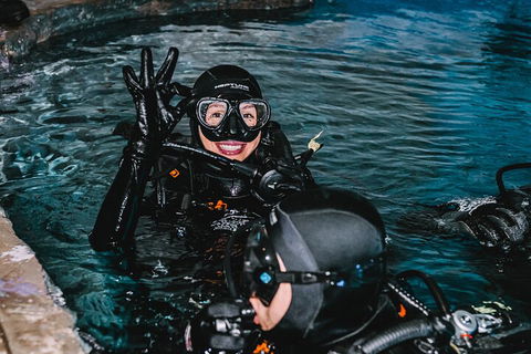 Cairns Aquarium Dive With The Sharks - Australian Directory 0