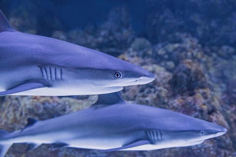 Cairns Aquarium Dive With The Sharks - Australian Directory 1