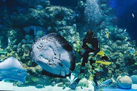 Cairns Aquarium Dive With The Sharks - Australian Directory 2