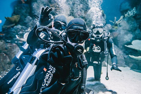 Cairns Aquarium Dive With The Sharks - Australian Directory 3