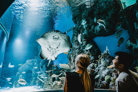 Cairns Aquarium Dive With The Sharks - Australian Directory 4