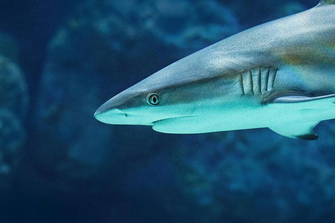 Cairns Aquarium Dive With The Sharks - Australian Directory 5