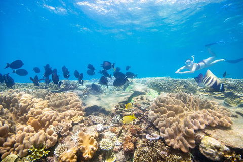 Outer Reef Pontoon Experience From Cairns - Australian Directory 4