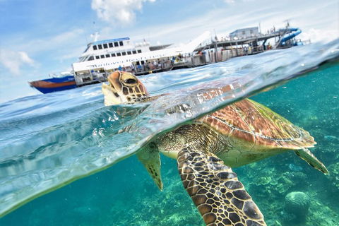 Outer Reef Pontoon Experience From Cairns - Australian Directory 5