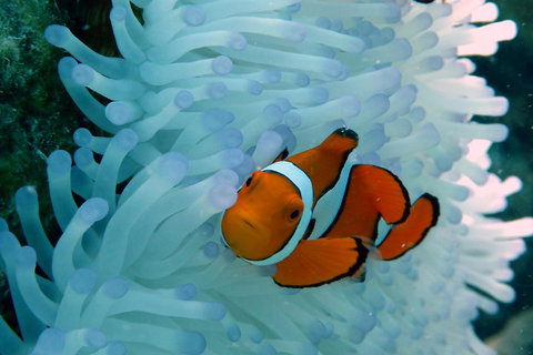 Seastar Luxury Outer Great Barrier Reef Island And Reef Tour From Cairns - Australian Directory 0