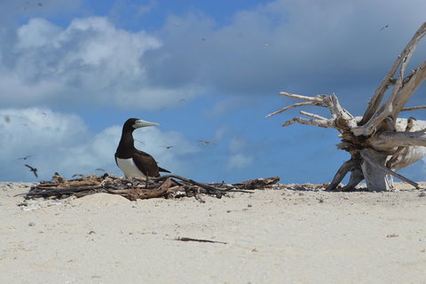 Seastar Luxury Outer Great Barrier Reef Island And Reef Tour From Cairns - Australian Directory 1