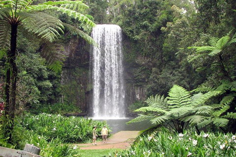 Private Daintree And Cape Tribulation Tour From Port Douglas - Australian Directory 0