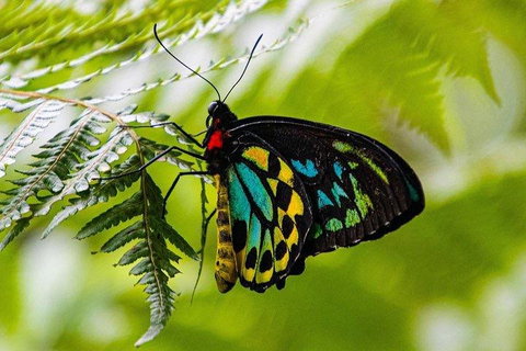 Private Daintree And Cape Tribulation Tour From Port Douglas - Australian Directory 2