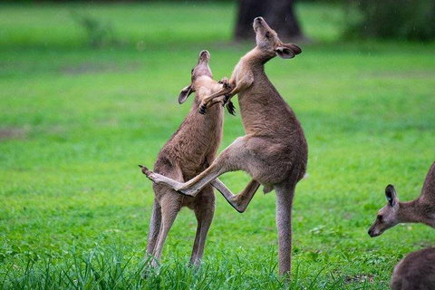 Private Daintree And Cape Tribulation Tour From Port Douglas - Australian Directory 4