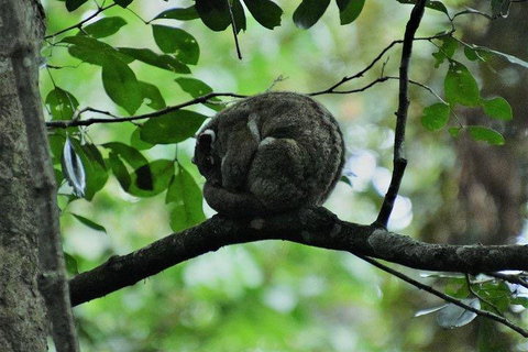 Private Daintree And Cape Tribulation Tour From Port Douglas - Australian Directory 5