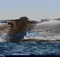 Sydney Whale-Watching Cruise Including Lunch or Breakfast - Australian Directory
