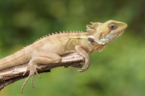 Atherton Tablelands Rain Forest By Night From Cairns - Australian Directory 1