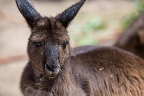 Australian Wildlife Tour At Melbourne Zoo Ticket - Australian Directory 0