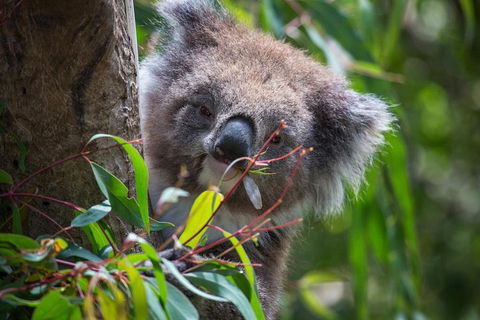 Australian Wildlife Tour At Melbourne Zoo Ticket - Australian Directory 1