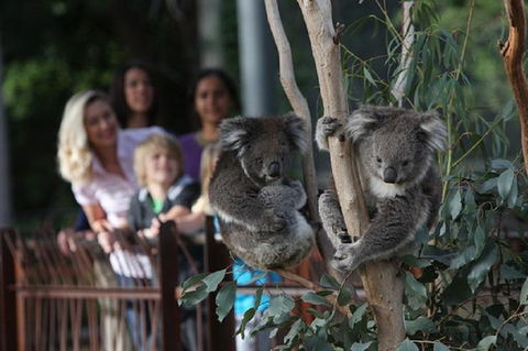 Australian Wildlife Tour At Melbourne Zoo Ticket - Australian Directory 2