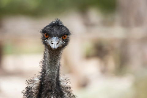 Australian Wildlife Tour At Melbourne Zoo Ticket - Australian Directory 3