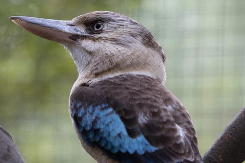 Australian Wildlife Tour At Melbourne Zoo Ticket - Australian Directory 4