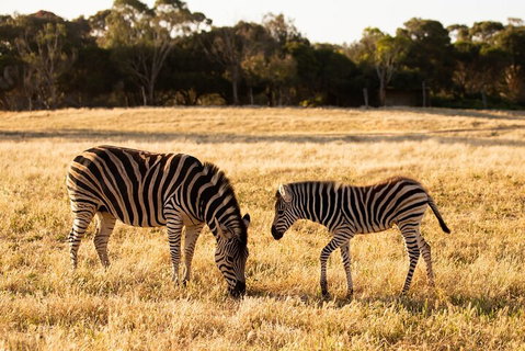 Sunset Safari At Werribee Open Range Zoo - Australian Directory 3