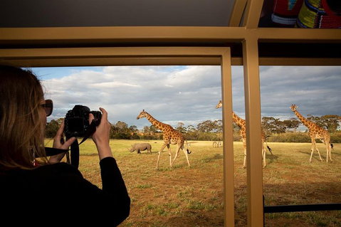 Sunset Safari At Werribee Open Range Zoo - Australian Directory 4