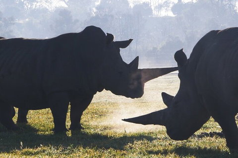 Early Morning Savannah Experience - Australian Directory 1