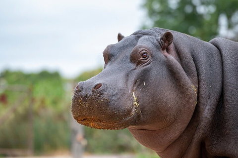 Early Morning Savannah Experience - Australian Directory 2