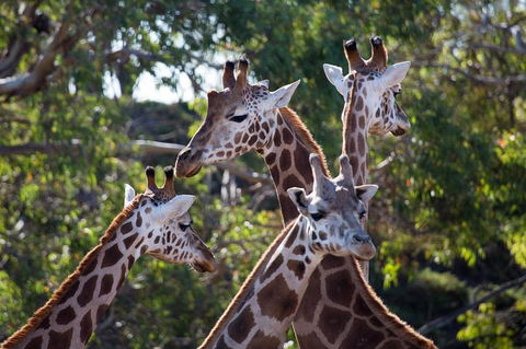 Werribee Open Range Zoo General Admission Ticket - Australian Directory 0