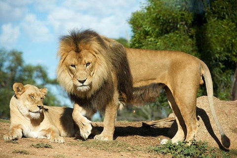 Werribee Open Range Zoo General Admission Ticket - Australian Directory 1