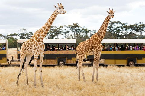 Werribee Open Range Zoo General Admission Ticket - Australian Directory 2