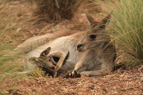 Werribee Open Range Zoo General Admission Ticket - Australian Directory 3
