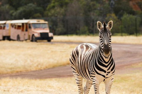 Werribee Open Range Zoo General Admission Ticket - Australian Directory 5