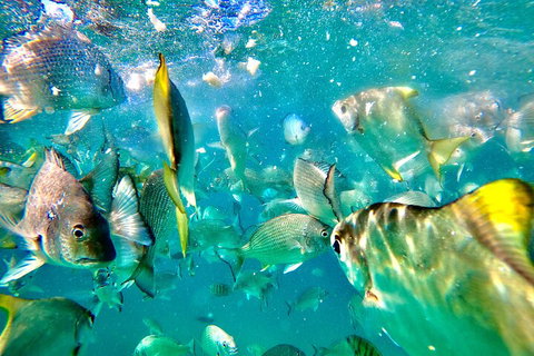 Moreton Island Day Trip (Kayak, Snorkel & Sandboard) Frm Brisbane Or Gold Coast - Australian Directory 1