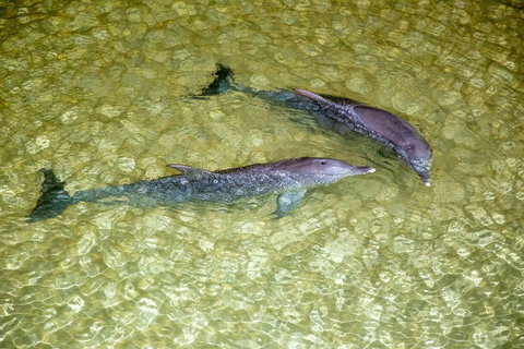 Tangalooma Island Resort Whale Watching Day Cruise With Dolphin Viewing - Australian Directory 0