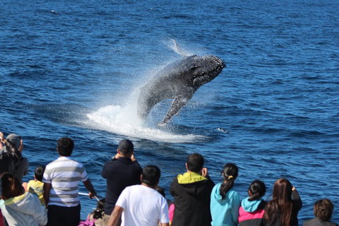 Tangalooma Island Resort Whale Watching Day Cruise With Dolphin Viewing - Australian Directory 1