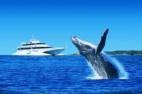Tangalooma Island Resort Whale Watching Day Cruise With Dolphin Viewing - Australian Directory 2