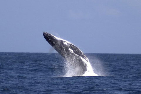 Tangalooma Island Resort Whale Watching Day Cruise With Dolphin Viewing - Australian Directory 4