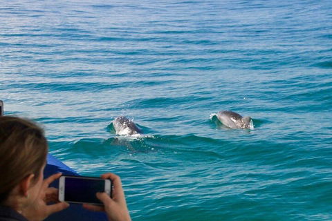 Julian Rocks Byron Bay Cruise - Australian Directory 1